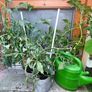 Tomato plants Image 4