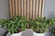 Two plants  Jade