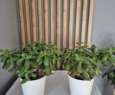 Two plants  Jade