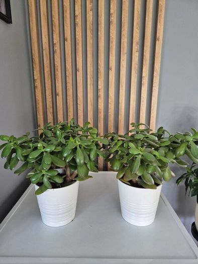 Two plants  Jade