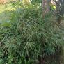 Large scabrida bamboo Image 2