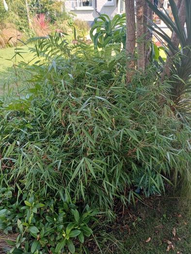 Large scabrida bamboo