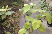 plant