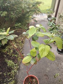 plant