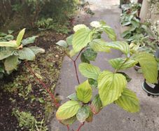 plant