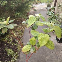 Plant