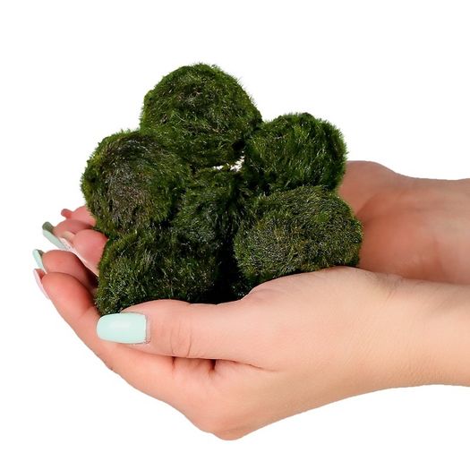Cladophora 4-5cm - 10pcs (live Moss)