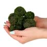 Cladophora 4-5cm - 10pcs (live Moss) Image 3