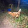 poultry hens Image 3