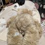 Kristoff plush teddy bear - brand new with tags Image 3