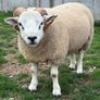 Pedigree Beltex and Routex Rams Image 4