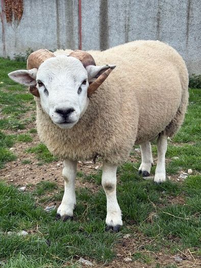 Pedigree Beltex and Routex Rams