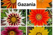 Gazania Flowers