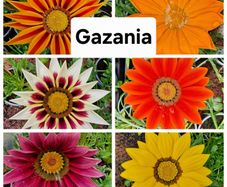 Gazania Flowers