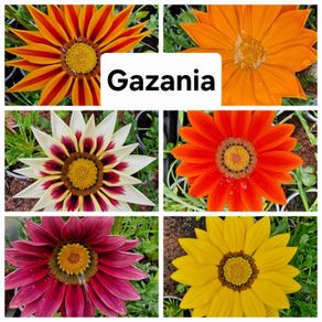 Gazania Flowers