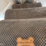 Dog accessories Image 2