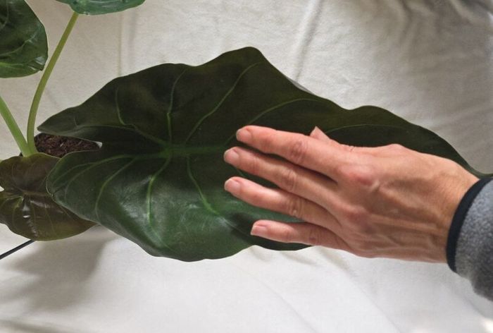 Alocasia