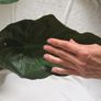 Alocasia Image 4