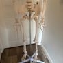medical skeleton Image 3