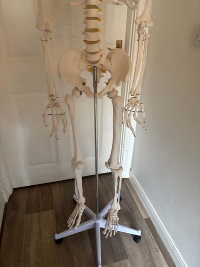 medical skeleton