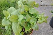 Highly Realistic Pink Hydrangea