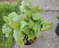 Highly Realistic Pink Hydrangea