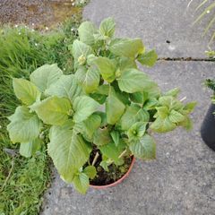 Highly Realistic Pink Hydrangea