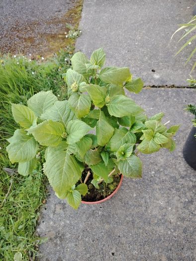 Highly Realistic Pink Hydrangea