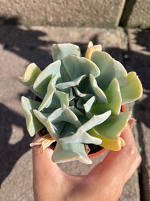 plant