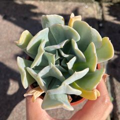 plant