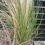 tall grasses , 4 " green pony tail " & 1 bronze  , Image 6
