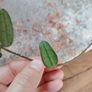 Hoya Lyi China Image 3