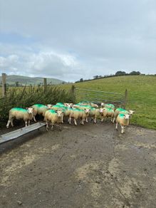 Organic ewe lambs