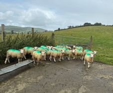 Organic ewe lambs