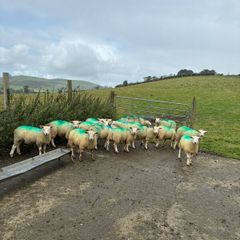 Organic ewe lambs