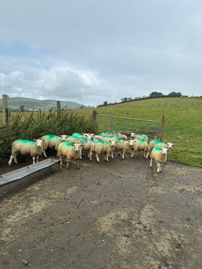 Organic ewe lambs