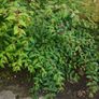 Bush Fuchsia magellanica Image 2