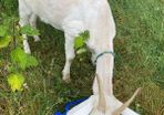 milking