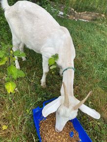 milking