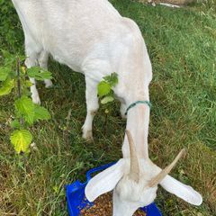 milking