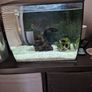 fluval flex fish tank 34L Image 3