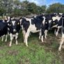Incalf heifers Image 4