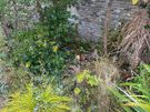 Garden maintenance Image 3