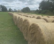 Organic Hay