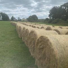 Organic Hay