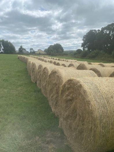 Organic Hay