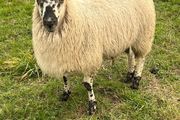 Texel cross ram lamb