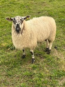 Texel cross ram lamb