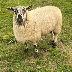 Texel cross ram lamb