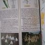 The Bulb Expert / Dr. D. G. Hessayon / 1st ed. 1995 Image 6